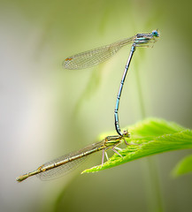 Beautiful cute dragonfly Platycnemis pennipes - White-legged Damselfly