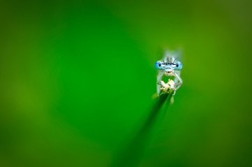 Beautiful cute dragonflyPlatycnemis pennipes - White-legged Damselfly