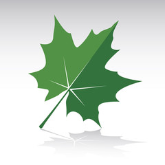 Fototapeta premium Green Maple Leaf. Vector illustration and icon.