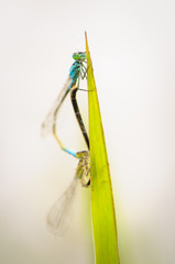 Beautiful cute dragonfly Ischnura elegans – Blue-tailed Damselfly