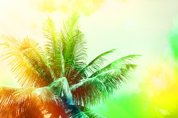 Fototapeta na wymiar Beautiful background with palm leaves