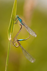 Beautiful cute dragonfly Ischnura elegans – Blue-tailed Damselfly