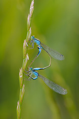 Beautiful cute dragonfly Ischnura elegans – Blue-tailed Damselfly
