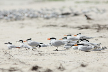 A group of Royal terns on a beach
