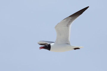 One Laughing Gull flying with a blue sky
