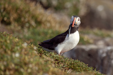 A puffin with a fish in its beak.