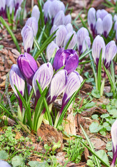 Beautiful crocus flowers during spring in summer day