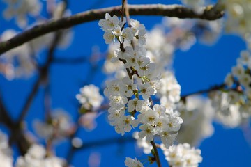 Albero di ciliegio - Fioritura del ciliegio