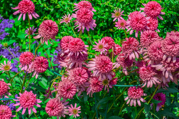 Bright flowers of Echinacea growing in the garden. Echinacea (Gum Drop) - obrazy, fototapety, plakaty