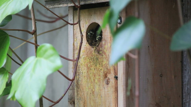 Closeup view of bumblebees working on their nest in a birdhouse attached to a garden fence