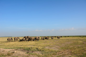 African elephants, Amboseli National Park, Kenya
