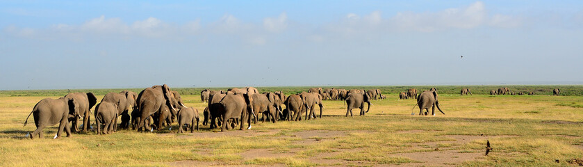 Naklejka na ściany i meble African elephants, Amboseli National Park, Kenya