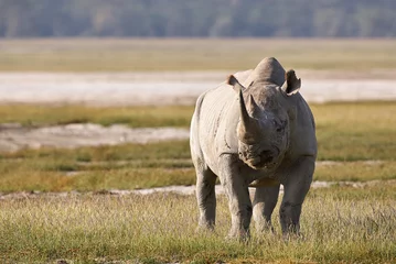 Crédence de cuisine en verre imprimé Rhinocéros Beau rhinocéros noir