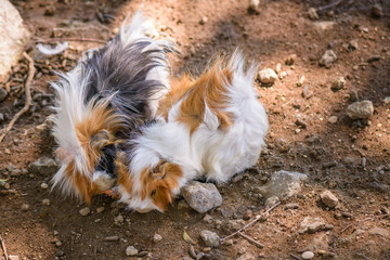 Guinea pigs