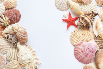 shells and starfish on white paper diagonal