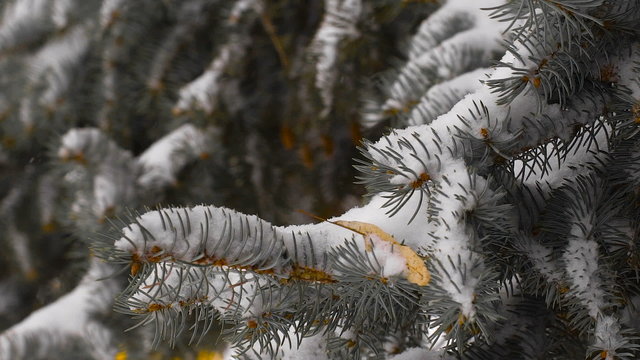 light snowfall. Snow Covered Pine Tree Branches