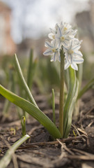 Obraz premium Magic carpet spring crocuses