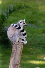 Lemur on wood