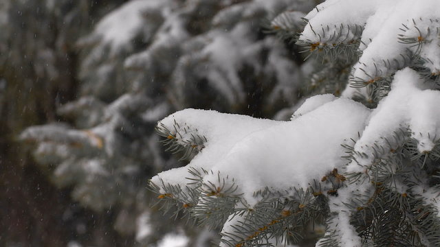 light snowfall. Snow Covered Pine Tree Branches