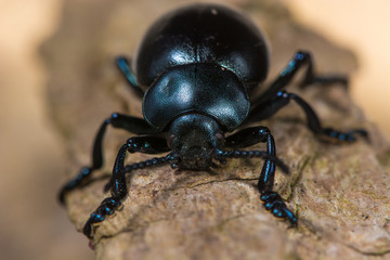 Bloody-nosed beetle (Timarcha tenebricosa) head on. A large flightless beetle in the family Chrysomelidae, the leaf and seed beetles, found commonly around bedstraws (Galium sp.) 
