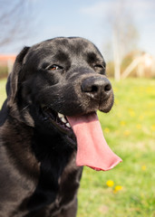 Dog winking at you - Labrador retriever