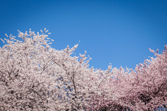 Cherry Blossom Tree