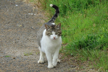 ねこ　　油津港