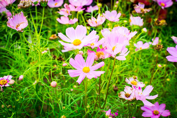 Closeup on cosmos flowers.Beautiful flowers in the garden.