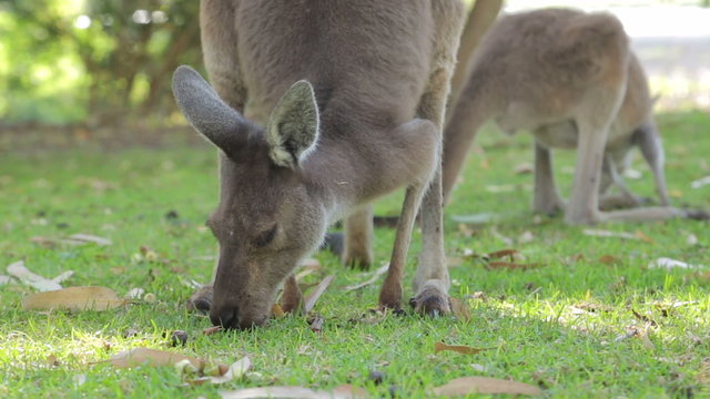 Kangaroo eats grass, Western Australia