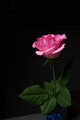 ダークピンクの薔薇　暗い背景