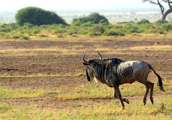 Blue wildebeest, Amboseli National Park, Kenya