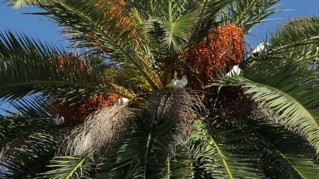 native white parrots eating fruits in palm tree, Perth, Australia