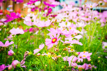 Obraz na płótnie Canvas Closeup on cosmos flowers.Beautiful flowers in the garden.