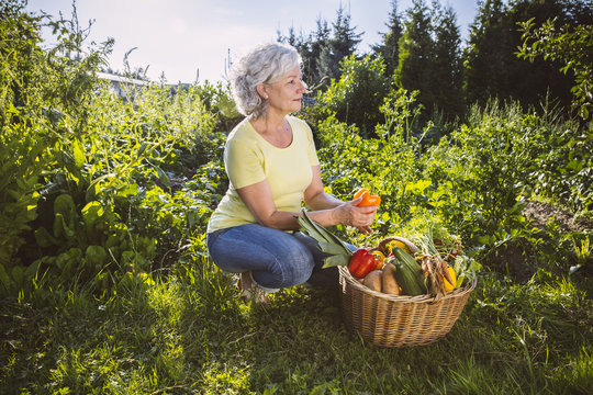 Germany, Northrhine Westphalia, Bornheim, Senior woman with vegetable basket in garden