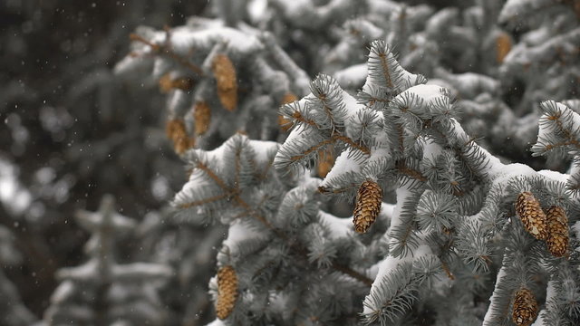 Christmas background. beautiful snow-covered fir branches with cones. soft snows.