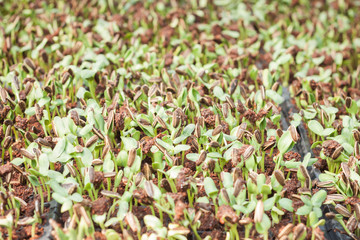 Sunflower seeds sprout in organic farm