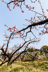 Beautiful pink peach blossom blooming in the orchard