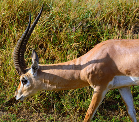 Grant-gazelle, Amboseli National Park, Kenya