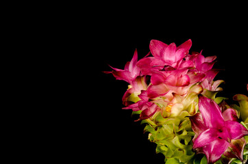 Siam tulip