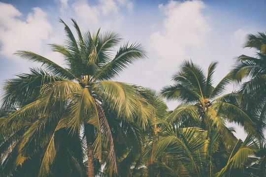 Silhouette palm tree in vintage filter background