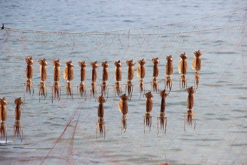 イカの天日干し