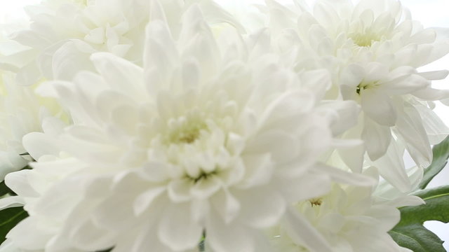 Beautiful bouquet white chrysanthemums on white background. Video is blurred and out of focus.