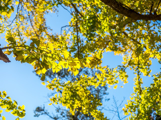 Green leaves on tree