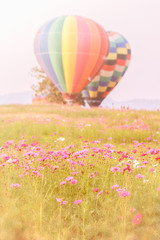 Cosmos flowers in the garden and balloon soft blur background in pastel retro vintage style.