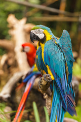Obraz premium Macaw birds