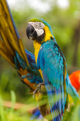 Macaw birds