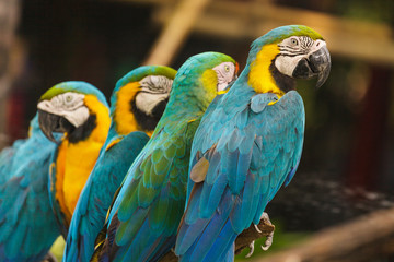 Macaw birds