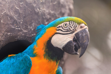 Macaw birds