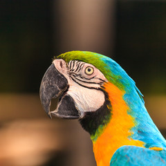 Macaw birds