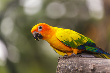 Obraz premium Sun Conure